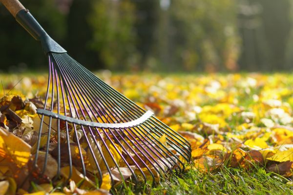 Leaf Cleanup Service in Martinsburg