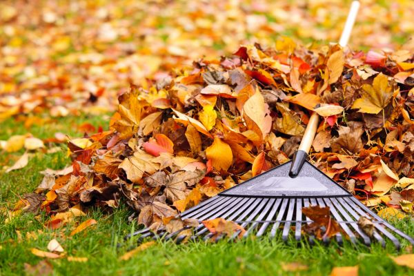 Leaves Removal in Martinsburg