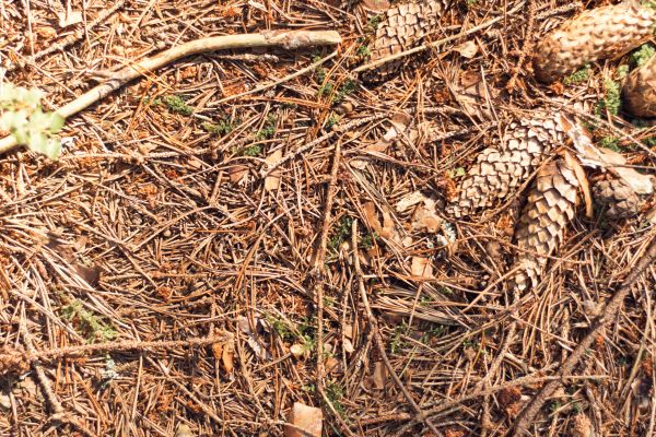 Pine Needles Removal in Martinsburg