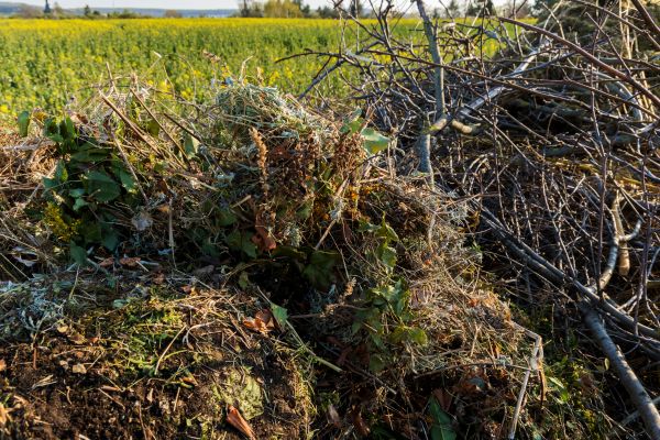 Brush Disposal in Martinsburg