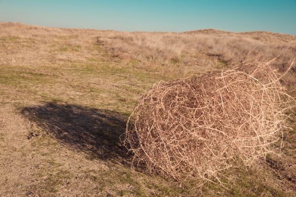 Tumbleweed Removal in Martinsburg