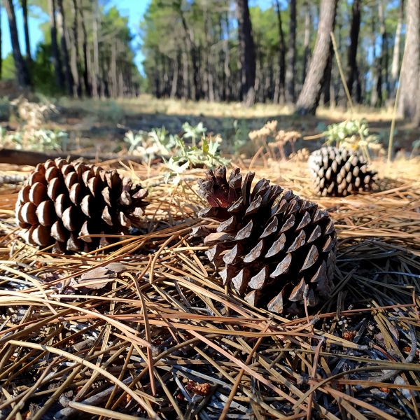 Pine Cone Removal in Martinsburg