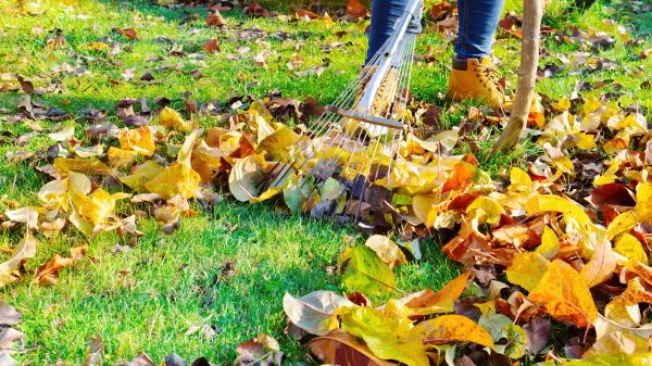 Lawn Cleanup Service in Martinsburg