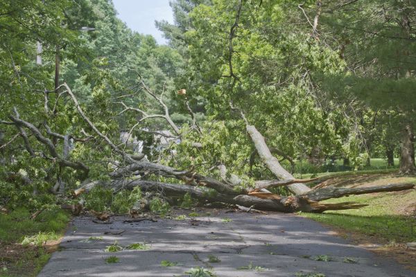 Tree Debris Removal in Martinsburg